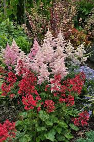 This native perennial can be found in damp woods and on the banks of shaded steam, growing across most of the british isles, becoming rarer in the north. 23 Favorite Shade Plants For Ohio Ideas Shade Plants Plants Perennials