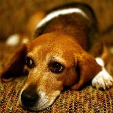 Animal eye care associates offers advanced medical and surgical therapy for the diagnosis and treatment of eye problems in pets and the advancement of vision in all species. Local Dog Groomers In Virgnia Beach Va Silver Hill At Great Neck Apartments