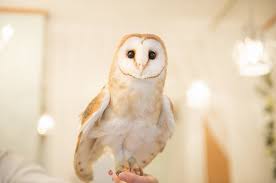 Maybe you would like to learn more about one of these? Bukan Kucing Kini Kafe Burung Hantu Yang Lagi Hit Di Jepang