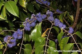 Image result for Memecylon