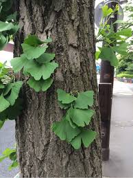 いちょうの新芽 われら ちっちゃいもの倶楽部