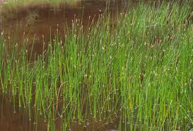 Image result for Eleocharis atropurpurea