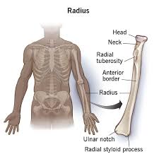 Image result for Normal Anatomic Position of the Hand and Wrist