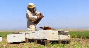 Image result for 2 investiga cual serian las consecuencias para el ecosistema mundial la extincion de las abejas