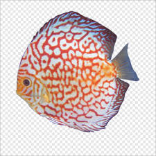 Cat Hamster Dog Pet Tropical Fish Fish Game Animals Png Pngegg