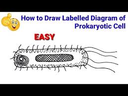 Draw a labelled diagram of prokaryotic cell. How To Draw Prokaryotic Cell How To Draw Diagram Of Prokaryotic Cell Prokaryotic Cell Diagram Youtube