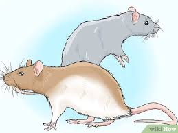 The truth is that pet rabbits live 10 years or longer, and they require a considerable amount of care, time, and money. How To Know If You Should Get A Pet Rat 13 Steps With Pictures