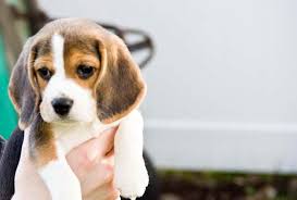 Maybe you would like to learn more about one of these? Beagle Puppies For Sale Craigslist