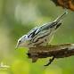 Fairchild Tropical Botanic Garden Field Trip  — event image