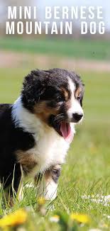 Maybe you would like to learn more about one of these? Mini Bernese Mountain Dog A Downsized Version Of The Gentle Giant