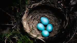 Maybe you would like to learn more about one of these? American Robin The Bird Lay Tiffany Blue Egg Cgtn