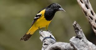 Yellow Birds Of Arizona Desert The Brilliant Yellow And Black Scott S Oriole Is A Bird Of Desert Hillsides Rocksprings Tx Backyard Birds Merlin Bird Bird