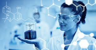 Throughout, the fascinating life span of cannabis growth and. Das Cannabinoid Einmaleins Was Ist Cannabinol Cbn Sensi Seeds