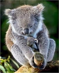 Ben Boyd 0l5uttkvmhcu55p Baby Animals Pictures Cute Animals Cute Baby Animals