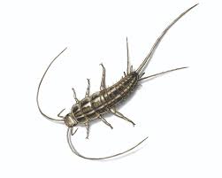 Check spelling or type a new query. Silverfish Identification Prevention Get Rid Of Silverfish Orkin
