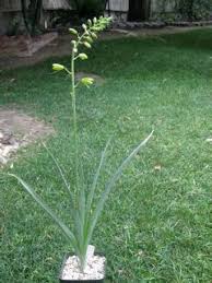 Image result for Emilia abyssinica