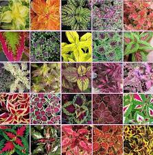 Image result for Coleus meyeri