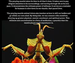 Pin On Animal Spirit Guides
