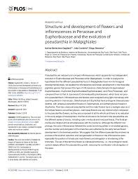 Image result for Monadenium filiforme