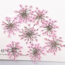 Check spelling or type a new query. Wedding Accessories Party Lace Flower Dried Flower Press Flower Specimen Wholesale Free Shipment 1 Lot 10bags 120pcs Pressed Flowers Dried Flower Presswholesale Flowers Aliexpress