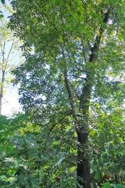 Image result for Pterocarpus megalocarpus