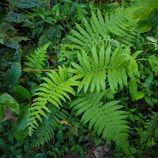 Image result for Christella chaseana