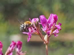 Guava tree care and growing is easy. Flowers For Bees Flowers Across Melbourne