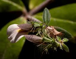 Image result for Blepharis maderaspatensis