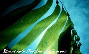 We did not find results for: Seaweed Fertilizer All About Composting Seaweed And Fertiliser And Tea For The Garden