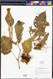 Image result for Datura inoxia