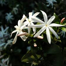Image result for Jasminum multipartitum