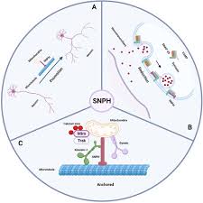 Image result for Synandrodaphne