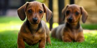 This breed comes in a wide variety of colors that include solid red or cream with a black nose. When My Baby Dachshund Becomes An Adult What Changes