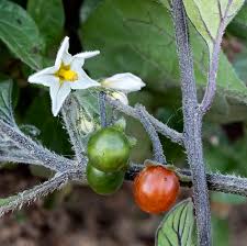 Image result for Solanum villosum