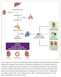 Image result for Aldosterone