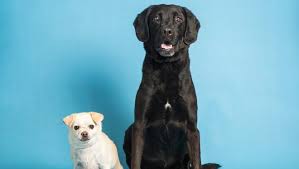 Yuma, az (yum) + show 14 more. Adopt A Pet Inseparable Siblings And More In Phoenix Area Shelters