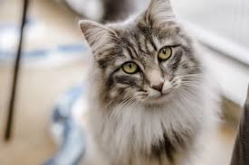 huge information about cats pretty cats cat breeds cute cats and kittens