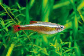 There are various types of fish, and you should adjust the water temperature according to its requirements. How Long Do Tropical Fish Live For Practical Fishkeeping