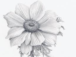 Flowers are nature's gift to mankind, even though their life span is very one needs to improvise on those petals and shapes to make the flowers more realistic, so they look like the original. Realistic Flower Drawing See More About Realistic Flower Drawing Drawing A Realistic Flowe Flower Drawing Realistic Flower Drawing Pencil Drawings Of Nature