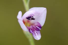 Image result for Gladiolus crassifolius