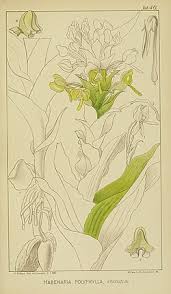 Image result for Habenaria tentaculigera