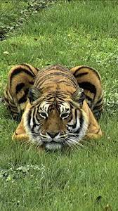 Good Morning Big Cat Rescue Friends Pretty Princess Priya Is Ready For A Catastic Caturday Photo Expl Tiger Photography Animals Beautiful Wild Cats