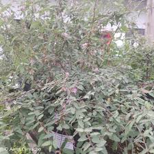Image result for Melochia melissifolia