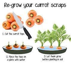 Most carrots take 60 to 75 days to mature, depending on the variety. ðð¢ð  ðð«ð¨ð­ð¡ðžð« On Twitter Don T Throw Them Away Save Money By Growing Healthy Carrots From Carrot Tops Modernagriculture