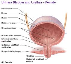 Image result for Bladder Anatomy