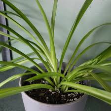 Image result for Chlorophytum comosum