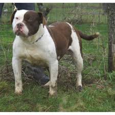 Click here for full breed breed group group 3: Elkotoca Elite Alapahas Alapaha Blue Blood Bulldog Stud In Minster Kent