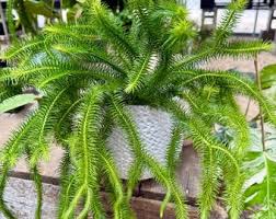 Image result for Huperzia bampsiana