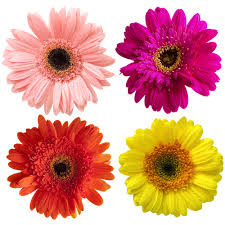 Explore all of the different rose color meanings in our complete guide! Where Do Flowers Get Their Colours Floraqueen