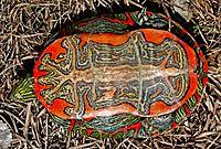 Check spelling or type a new query. Painted Turtle Wikipedia